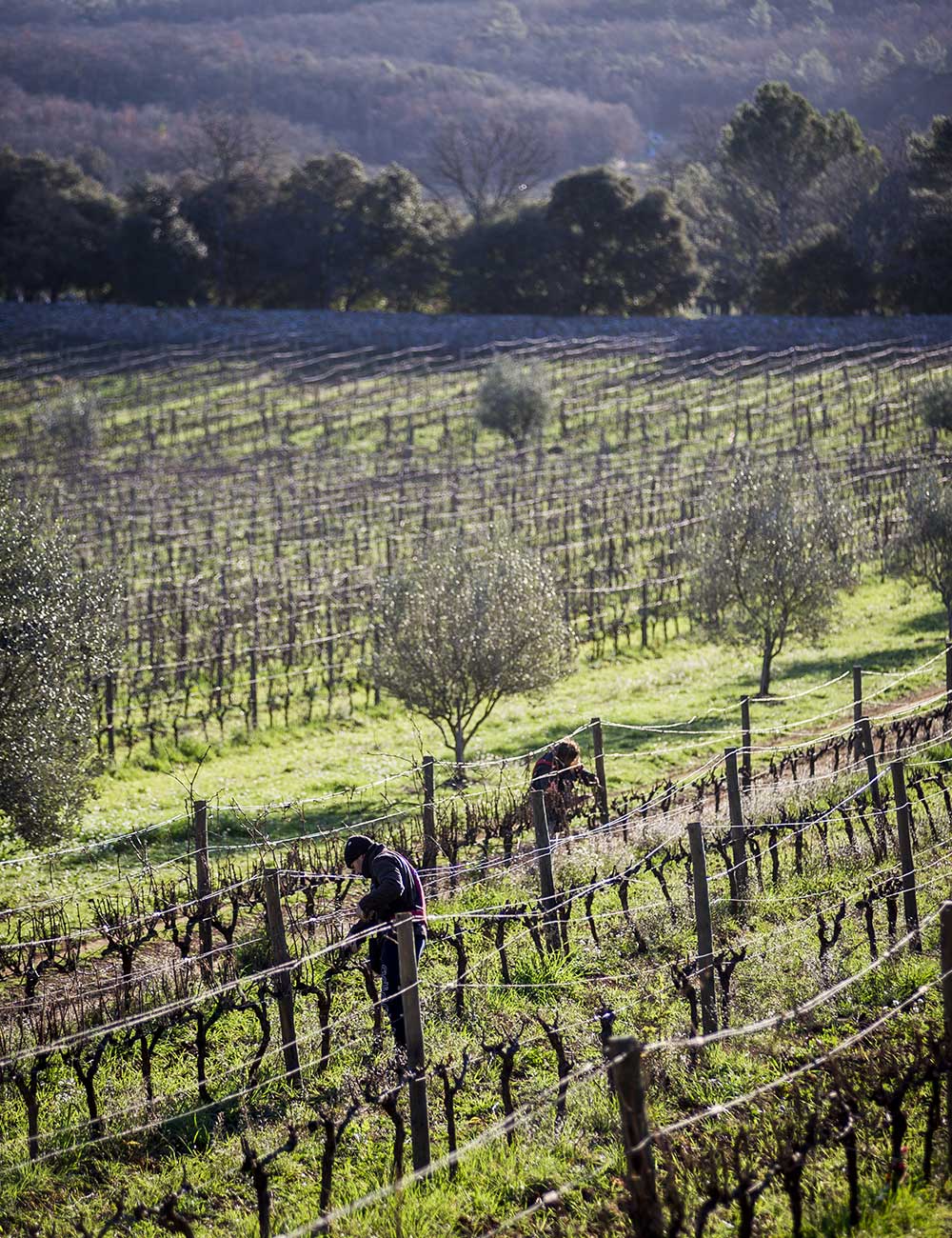 Paysage du vignoble de Peyrassol, créant des vins rosés de Provence